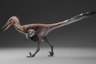Kank Australis dinosaur 