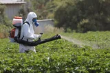 Worker in a hazmat suit spraying pesticides on crops 
