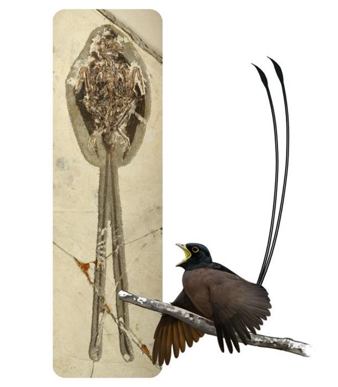 the long tailed plumdraco bird next to its fossil 