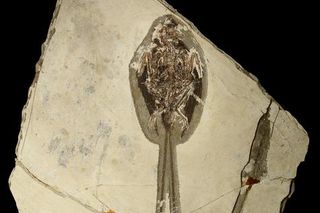 Plumadraco fossil, the feathered dragon discovery