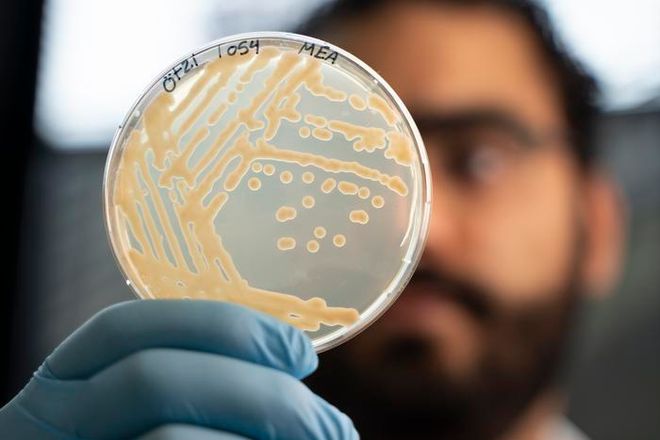 Microbiologist Mohamed Sarhan looking at Ötzi