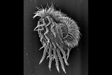 This Single-Celled Organism Turns into a Cannibalistic Predator, Swallowing Its Own Relatives Whole