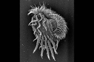 Euplotes gigatrox cell, cannibalistic supergiant cell