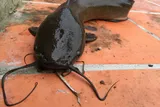 walking catfish on a brick path