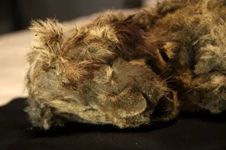 Frozen cave lion cub