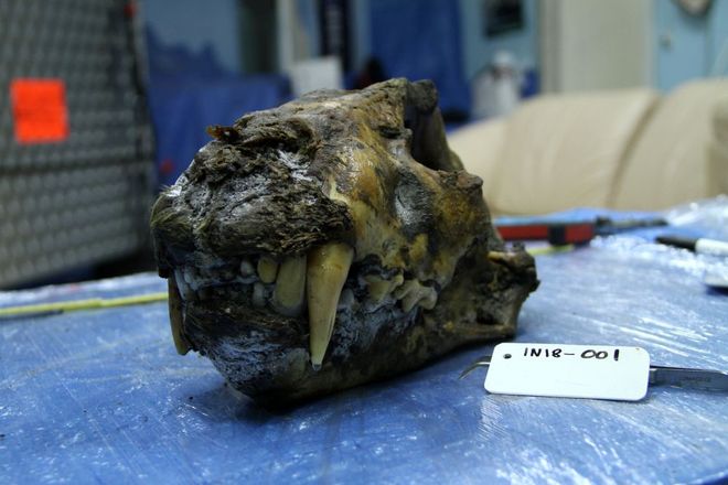 subadult cave lion skull 