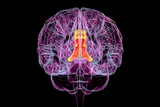 Human brain illustration