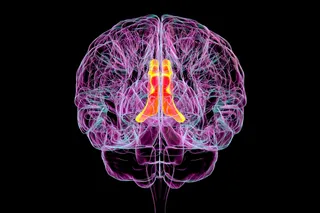 Human brain illustration