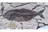 Fossilized jack fish in white stone 