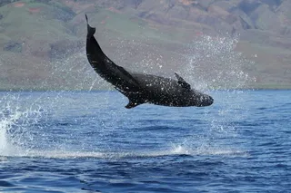 False killer whale jumping out of the water