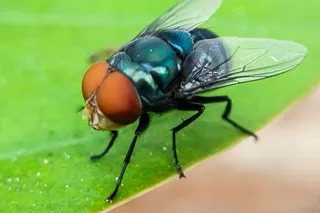new world screwworm fly 