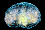 Illustration of a human brain in cognitive decline