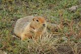 700,000-Year-Old Ground Squirrel Droppings Reveal 