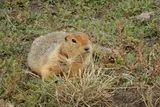 a golden brown Arctic ground squirrel 