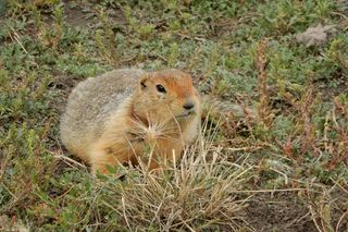 a golden brown Arctic ground squirrel 