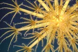 spindly and spiky yellow umbellula 