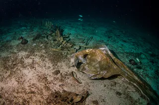 decaying whale skeleton at the bottom of the ocean 