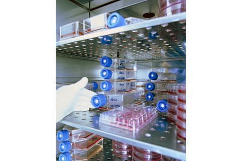 hela-cells