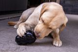 犬は前足を好むかもしれませんが、どちらを使うかはタスクによって異なります 犬は前足を好むかもしれませんが、どちらを使うかはタスクによって異なります