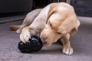 Yellow lab licking a treat out of a kong