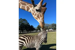 Kurtsie the zebra stands beside Bakari the giraffe at Wild Adventures Theme Park in Georgia.