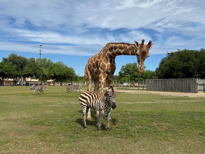 A Zebra and Giraffe Became Best Friends — and It's Not as Unusual