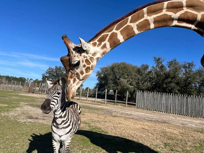 A Zebra and Giraffe Became Best Friends — and It's Not as Unusual