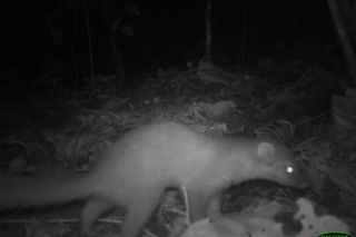 trail cam image of a Bornean ferret badger