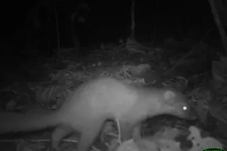 trail cam image of a Bornean ferret badger