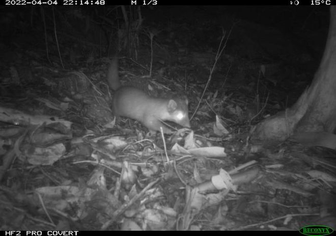 Bornean ferret badger caught on a trail cam 
