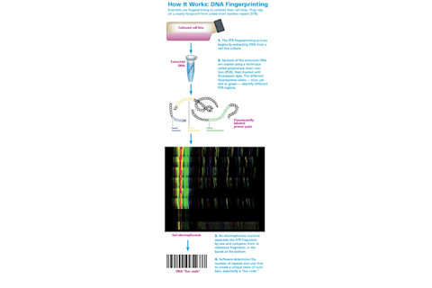 dna-fingerprinting