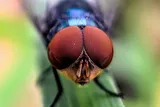 Cochliomyia hominivorax, the New World screwworm fly
