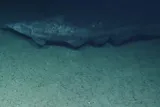 Rare video footage of goblin shark swimming near Jarvis Island in 2019