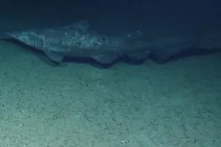 Rare video footage of goblin shark swimming near Jarvis Island in 2019
