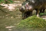 A Rare Pygmy Hippo Is Born at Zoo Berlin &mdash; Named &ldquo;Bread Roll,&rdquo; She Is Already Exploring and Getting Used to the Water