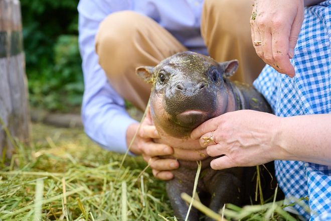 ベルリン動物園で生まれたコビトカバ、その名は "パン"