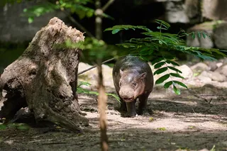 Pygmy hippo born at Zoo Berlin walks outside, named "Bread Roll"