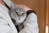 Person holds a cat in their arms