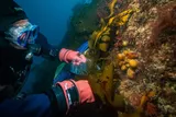 University of South Florida researcher collecting samples in Antarctica underwater