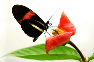 black, red, and yellow butterfly on a red flower eating pollen