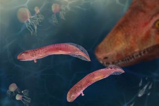 tiny pink fish like embolomeres