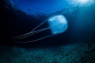 Venomous box jellyfish swimming in the water