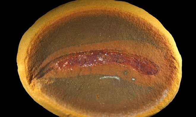 古代のワニに似た赤ちゃんは、四足動物の進化についての私たちの知識に疑問を投げかけます 古代のワニに似た赤ちゃんは、四足動物の進化についての私たちの知識に疑問を投げかけます