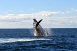これらのザトウクジラがオマーンから出国することはめったにありません。あるザトウクジラはインドに突然旅行しました これらのザトウクジラがオマーンから出国することはめったにありません。あるザトウクジラはインドに突然旅行しました