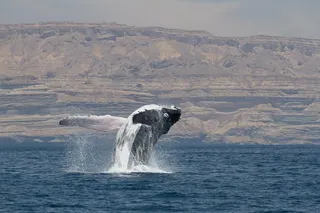 A humpback whale jumping out of the water