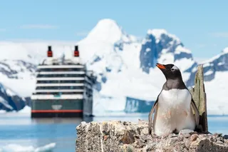 penguin nesting near a cruise ship 