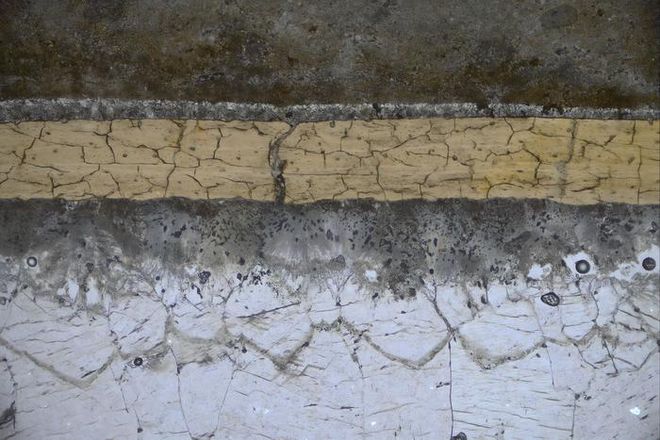 1億1300万年前の翼竜の化石に魚やイカの食生活に関する化学的手がかりが見つかる 1億1300万年前の翼竜の化石に魚やイカの食生活に関する化学的手がかりが見つかる