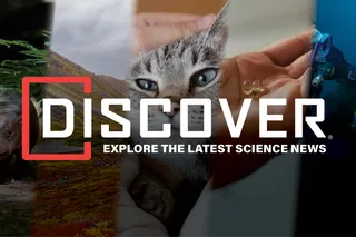 Collage of images from Discover Magazine top stories 