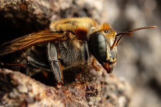 Stingless bee in the Amazon, recently granted legal protection