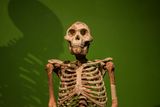 Human Ancestors Suddenly Got Bigger Around 2 Million Years Ago &mdash; With Average Body Size Jumping From 88 to 132 Pounds